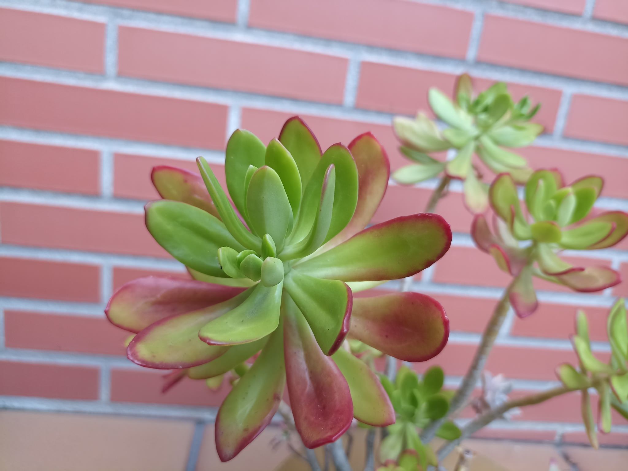 Sedum praealtum
